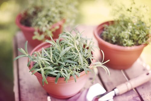 Offrir en petits pots ses plantes aromatiques à ses convives chez Bellazio kitchen